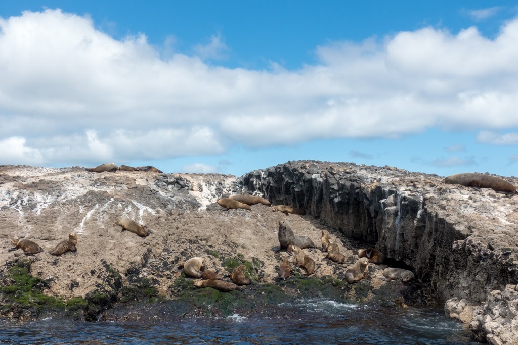 Stanley Seal Cruises | 6 Wharf Rd, Stanley TAS 7331, Australia | Phone: (03) 6458 1294