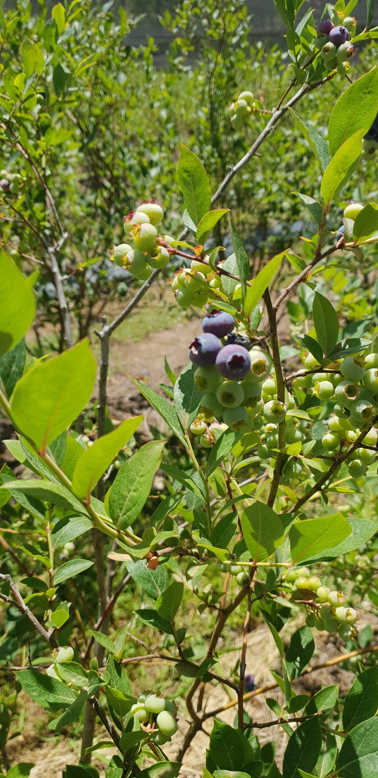 Jamieson Berries | 20 Waterson Rd, Jamieson VIC 3723, Australia | Phone: (03) 5777 0693