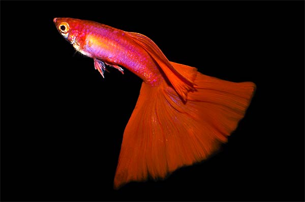 Aquarium Fish Paradise | 466 Payneham Rd, Glynde SA 5070, Australia | Phone: (08) 8336 5062