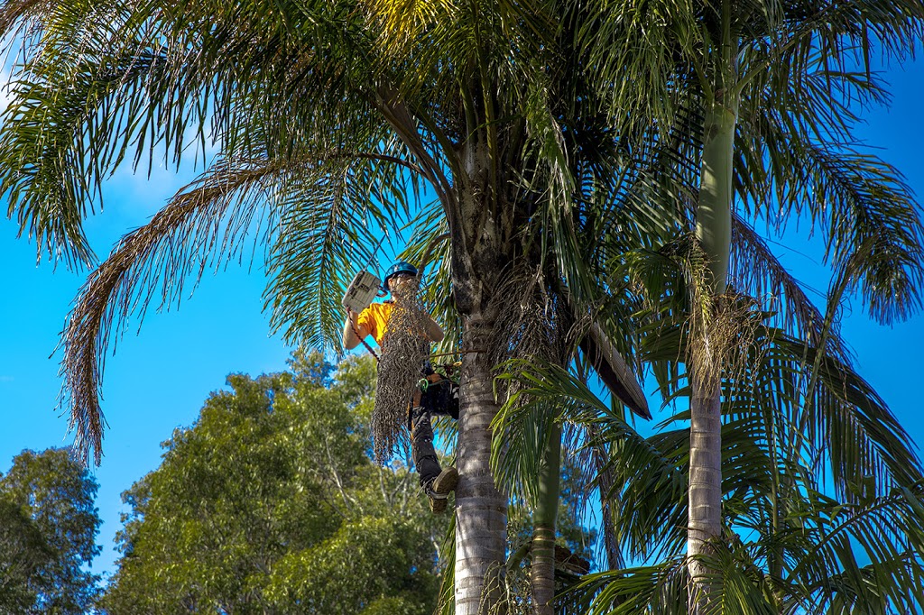 Able Tree Services | 75 Violet Town Rd, Tingira Heights NSW 2290, Australia | Phone: 0403 221 044