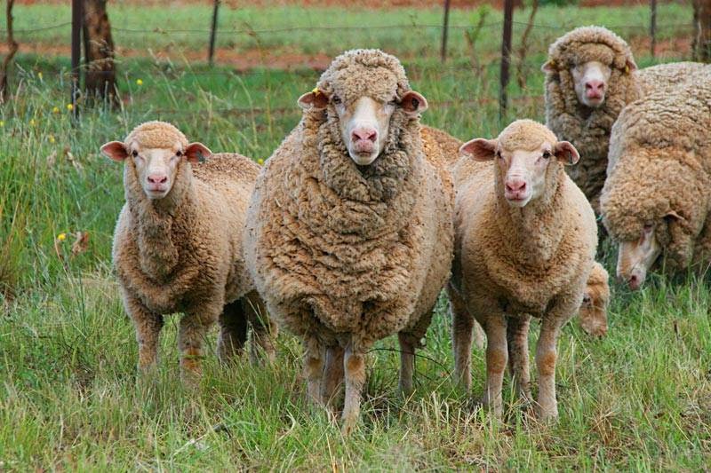 Blaxland Poll Merinos | food | 286 Bayliss Ln, Tamworth NSW 2340, Australia | 0267604208 OR +61 2 6760 4208