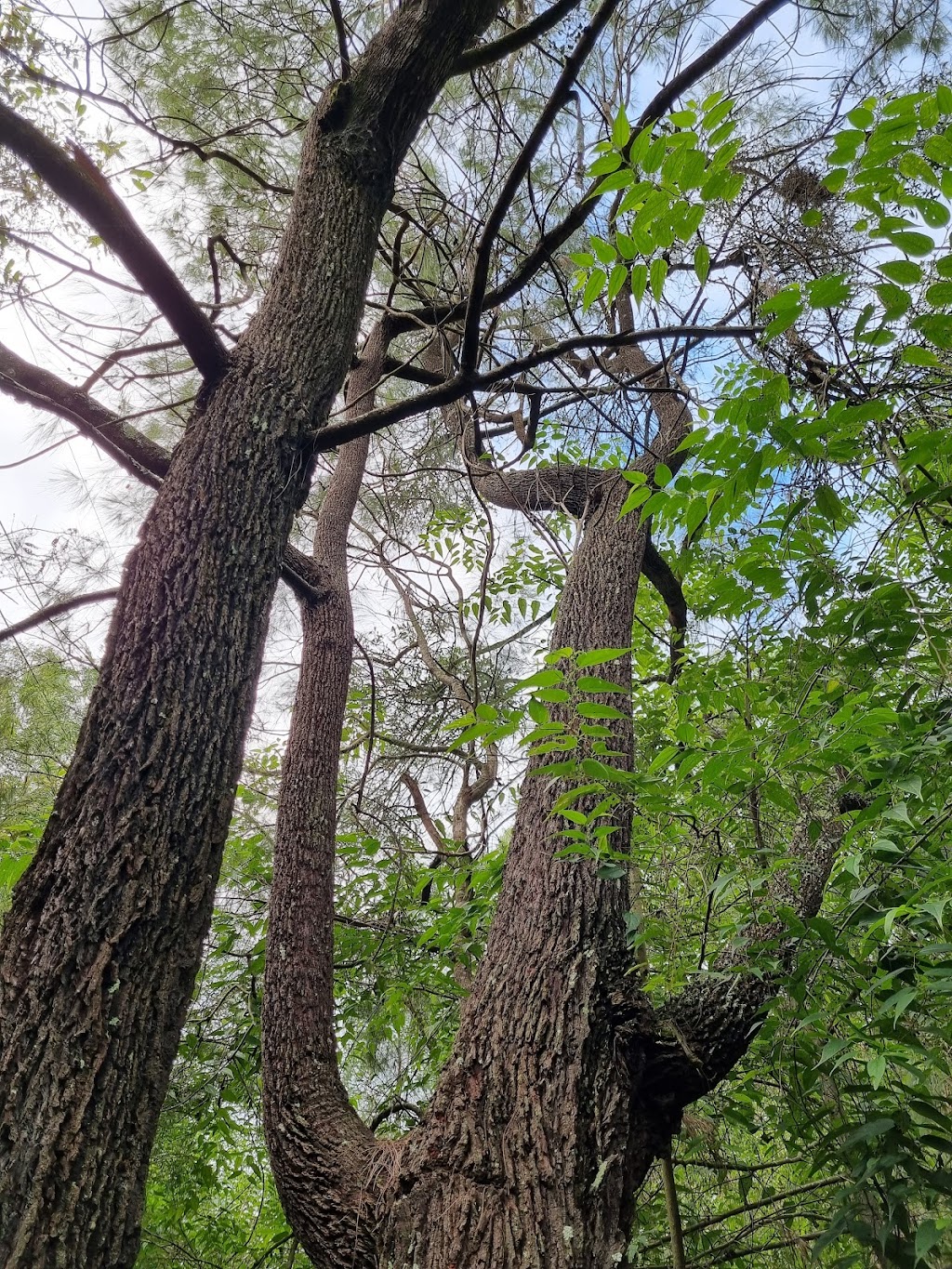 Sanctuary of the Wild | Latina Ave, Seven Hills QLD 4170, Australia | Phone: 0417 616 256