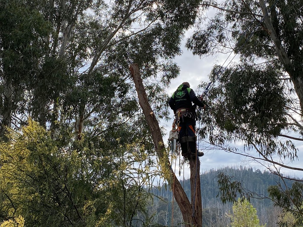 Global Tree Solutions Pty Ltd | 4608 Maroondah Hwy, Whanregarwen VIC 3714, Australia | Phone: 0439 721 943