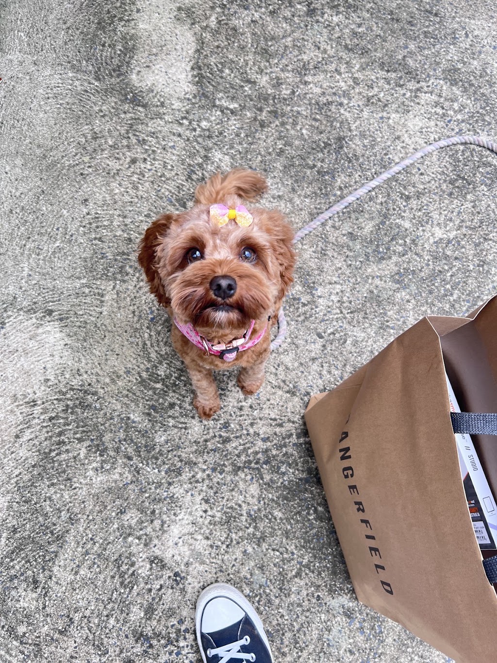 Perfection Pet Styling | 13 Aspen St, South Penrith NSW 2750, Australia | Phone: 0434 034 243