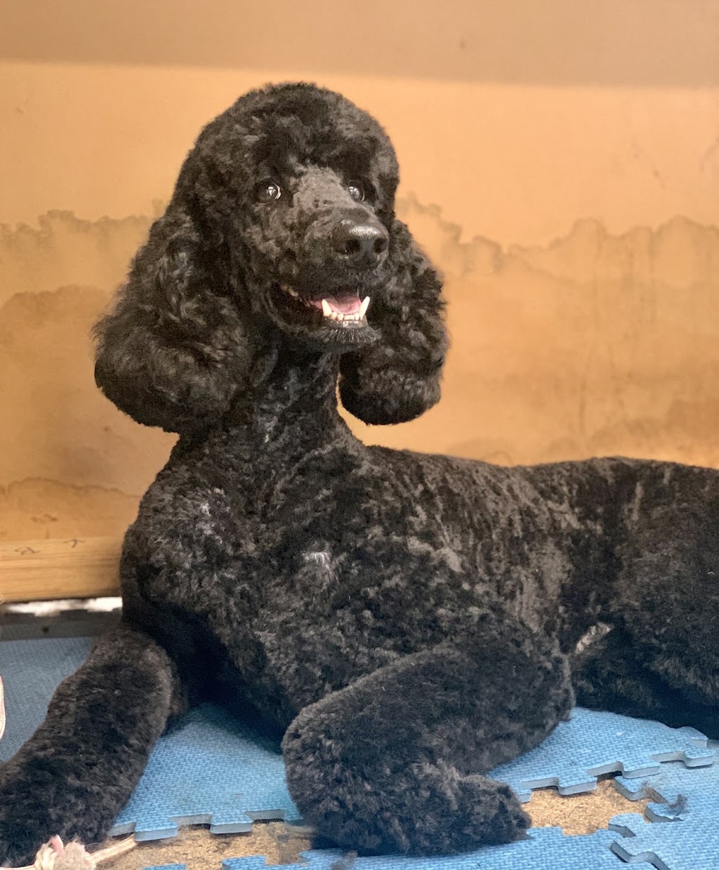 Debs Dog Parlour | 36 McArthur Dr, Falls Creek NSW 2540, Australia | Phone: 0414 683 751