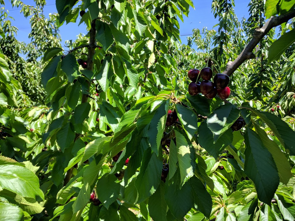 Fleurieu Cherries | store | 159 Pages Flat Rd, Pages Flat SA 5172, Australia | 0885561314 OR +61 8 8556 1314