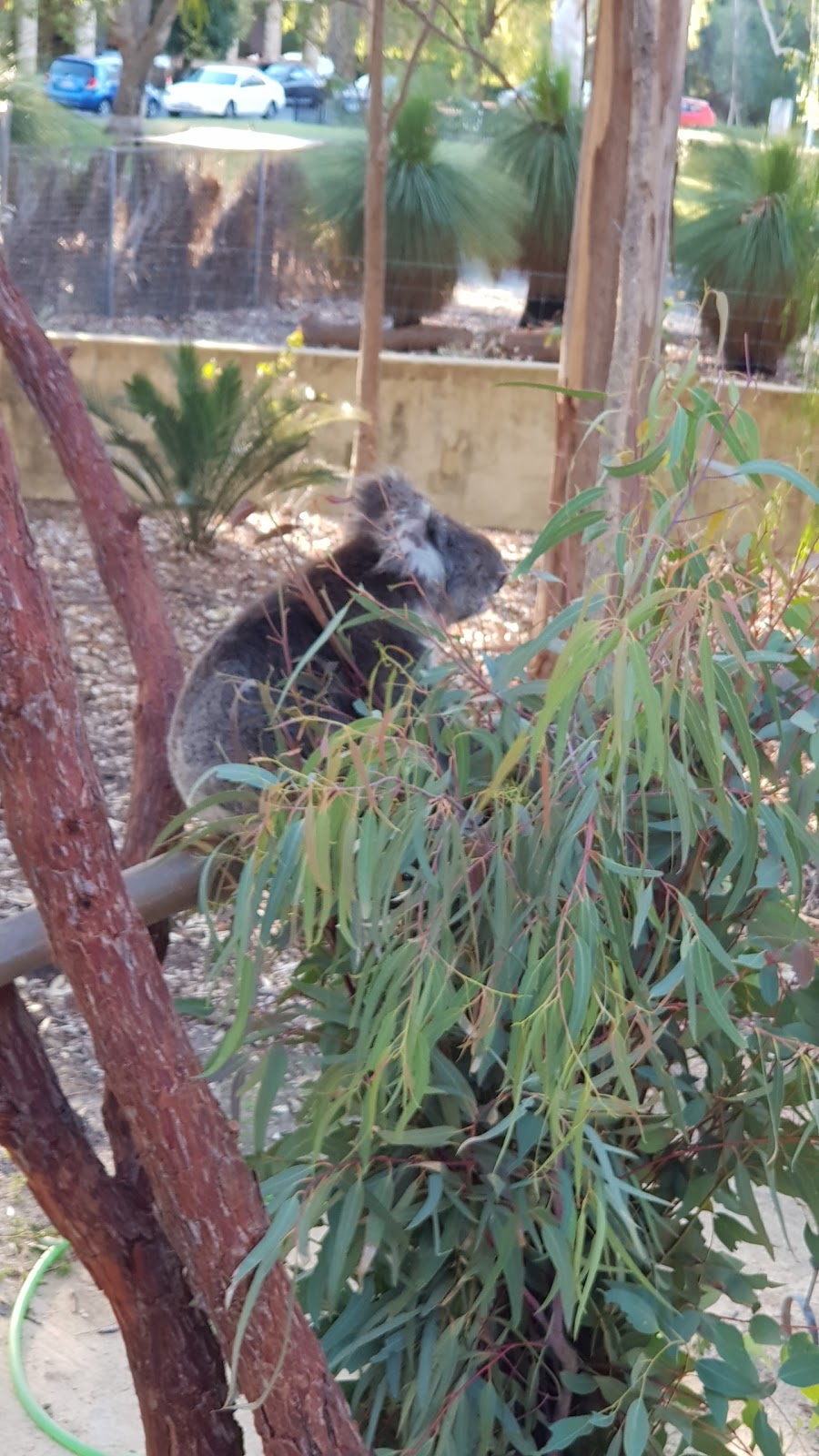 Treetops Adventure Yanchep | Yanchep National Park, Ghost House Rd, Yanchep WA 6035, Australia | Phone: 0455 421 312