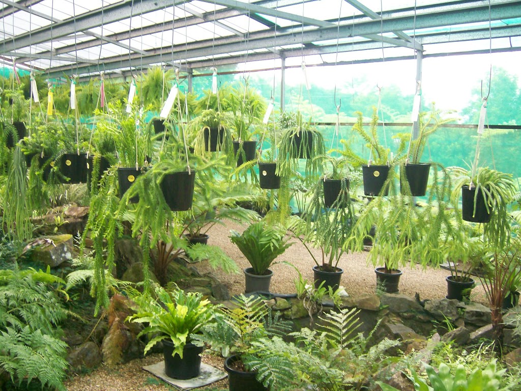 Fees Fernhouse - Tree Ferns, Hanging Ferns & Allies | 89-91 Dempsey St, Gordonvale QLD 4865, Australia | Phone: 0438 561 878