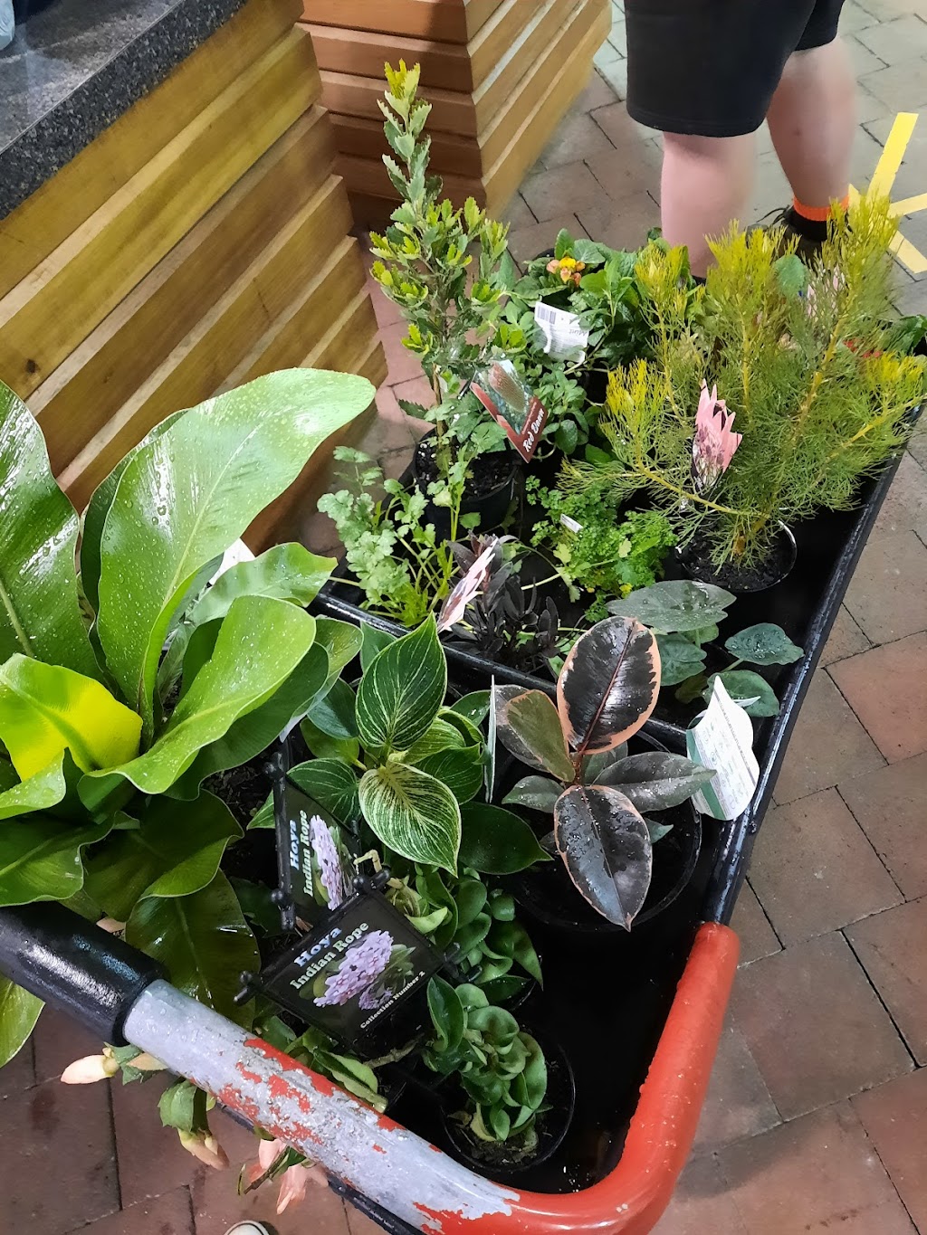 West Park Plants Plus | 63 W Park Grove, Park Grove TAS 7320, Australia | Phone: (03) 6431 9730