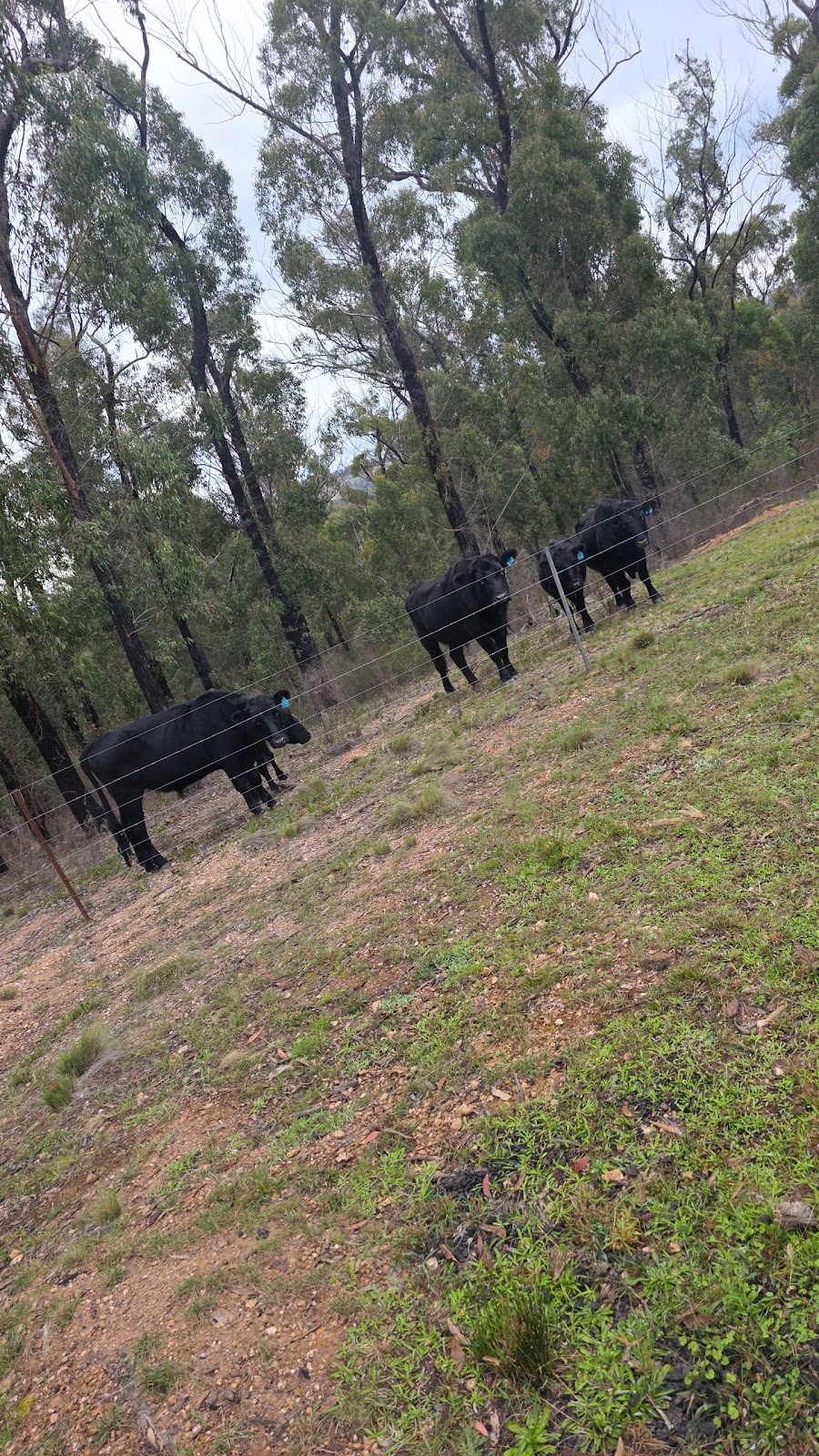 Melville kelpies & Angus | 385 Bloomfield road, Yarrowitch NSW 2354, Australia | Phone: 0457 786 888
