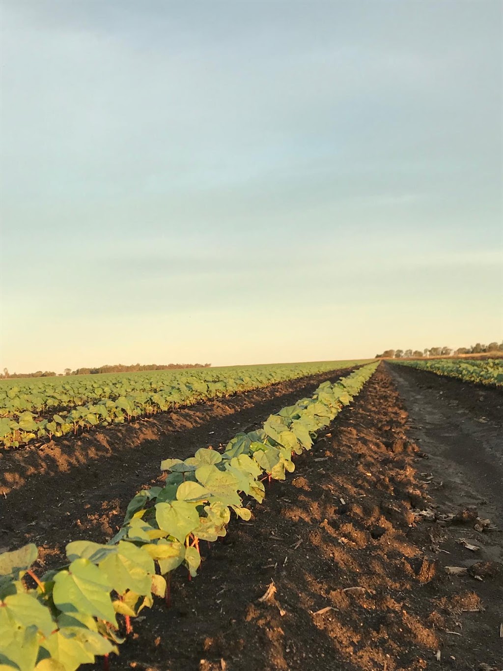 Agventure Farming | 1468 Millmerran Leyburn Rd, Tummaville QLD 4352, Australia | Phone: 0429 646 869