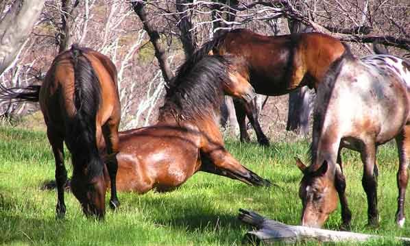 Bogong Horseback Adventures | travel agency | 52 Fredas Ln, Tawonga VIC 3697, Australia | 0357544849 OR +61 3 5754 4849