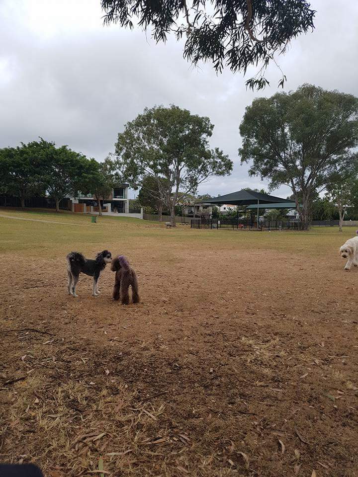 Scenic Dog Park | park | Benowa QLD 4217, Australia