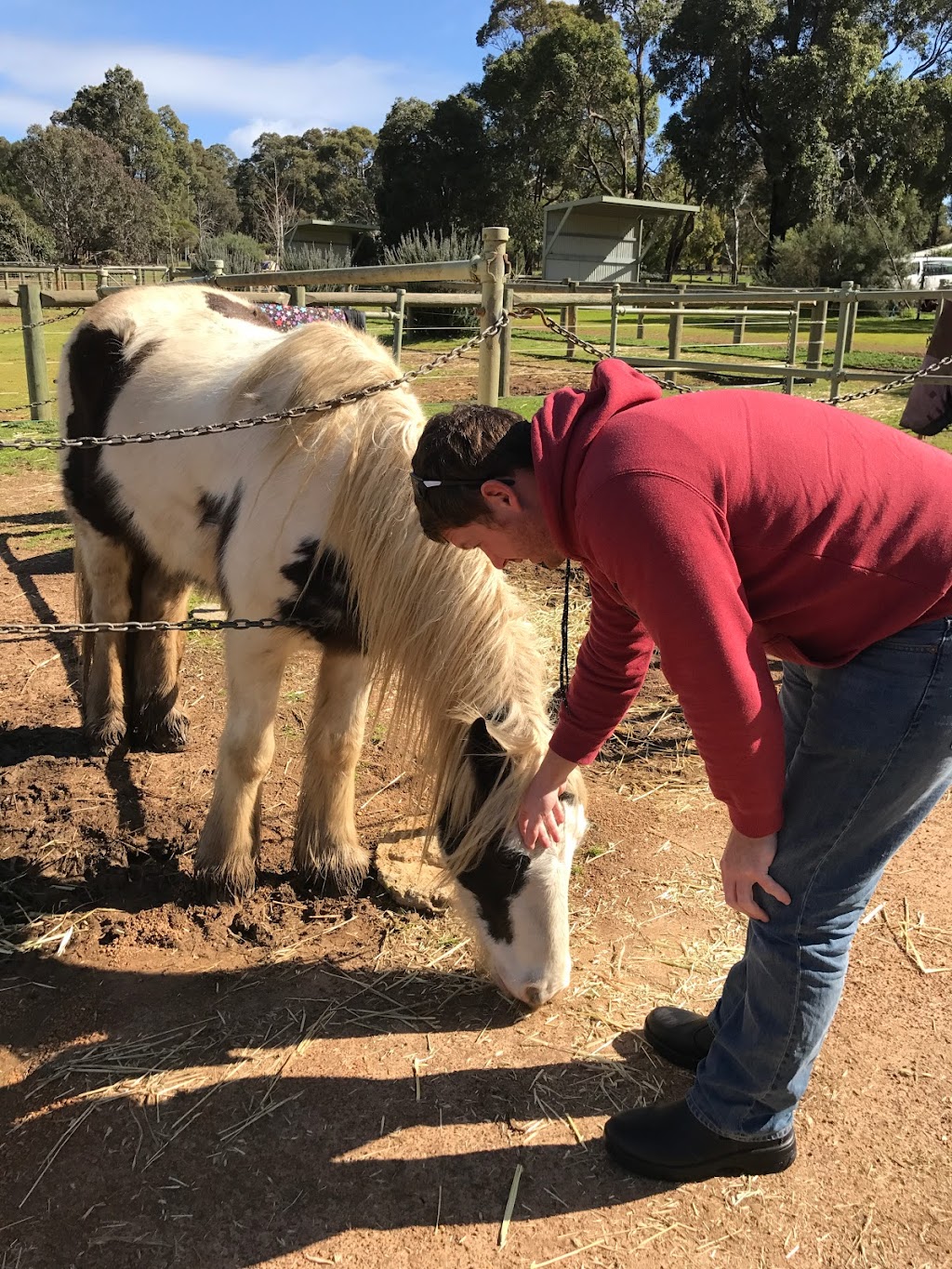 Forge Farm Riding School | 1830 Forge Dr, Chidlow WA 6556, Australia | Phone: 0452 581 183