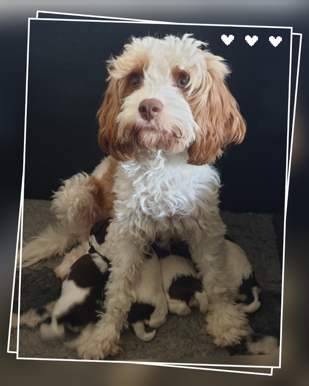 Memrabull Theodores (Cavoodles) | Cranley QLD 4352, Australia | Phone: 0451 553 535