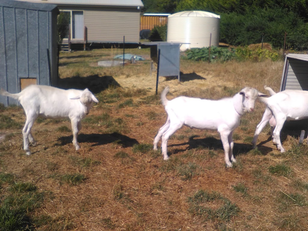 Dairy Goat Society of Australia Tasmanian Branch |  | 195 Hydehurst Rd, Lachlan TAS 7140, Australia | 0407537692 OR +61 407 537 692