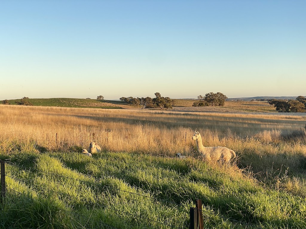 Garru Farm | 768 Amaroo Rd, Borenore NSW 2800, Australia | Phone: 0414 647 268