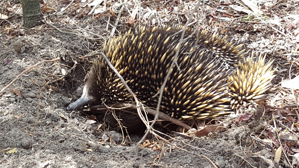 Rhyll Inlet State Wildlife Reserve | Mcilwraith Rd, Rhyll VIC 3923, Australia | Phone: 1300 366 422