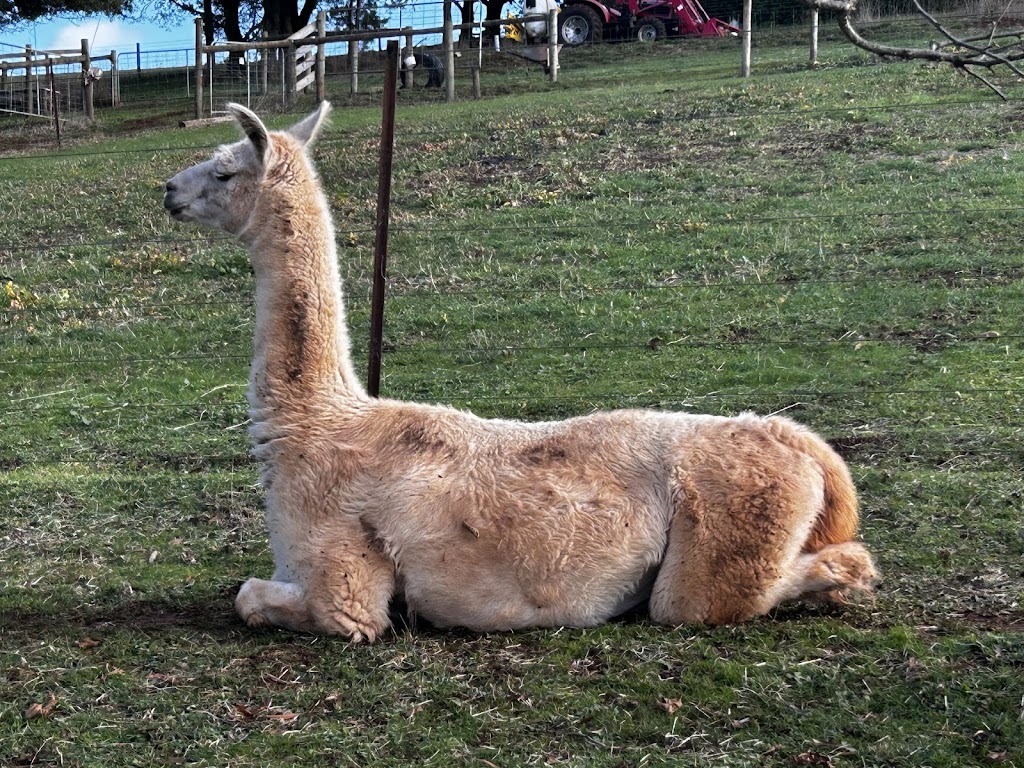 Burnarlook Llamas and Hazelnuts | 195 Mountain Rd, Gembrook VIC 3783, Australia | Phone: 0400 578 306