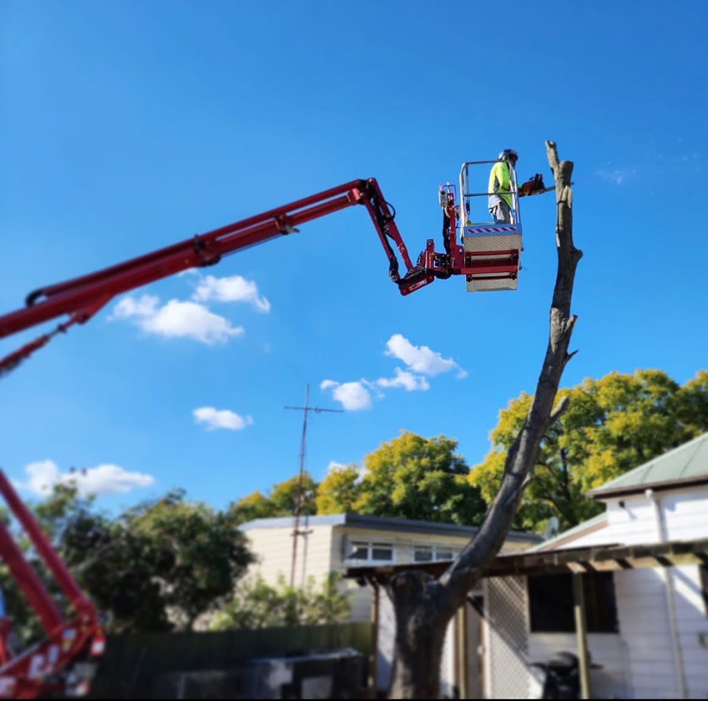JTL Tree Lopping Pty Ltd | 12 Big Ridge Ln, Clydesdale NSW 2330, Australia | Phone: 0439 464 640