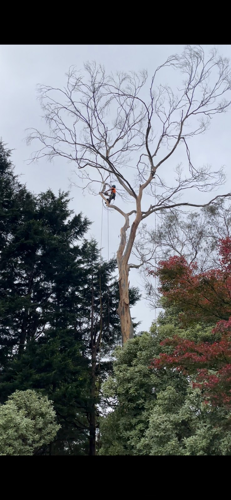 Practical Tree Solutions |  | 19 Greenhaven Dr, Emu Heights NSW 2750, Australia | 0410926164 OR +61 410 926 164