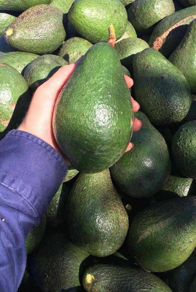 Farm Fresh Organic Avocados | 23 Judith St, Russell Island QLD 4184, Australia | Phone: 0413 273 967