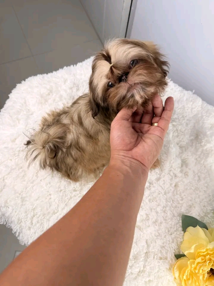 POLINAS SHIHTZU PUPPIES FOR REHOMING | St Georges Terrace, St George QLD 4487, Australia | Phone: (570) 597-3342