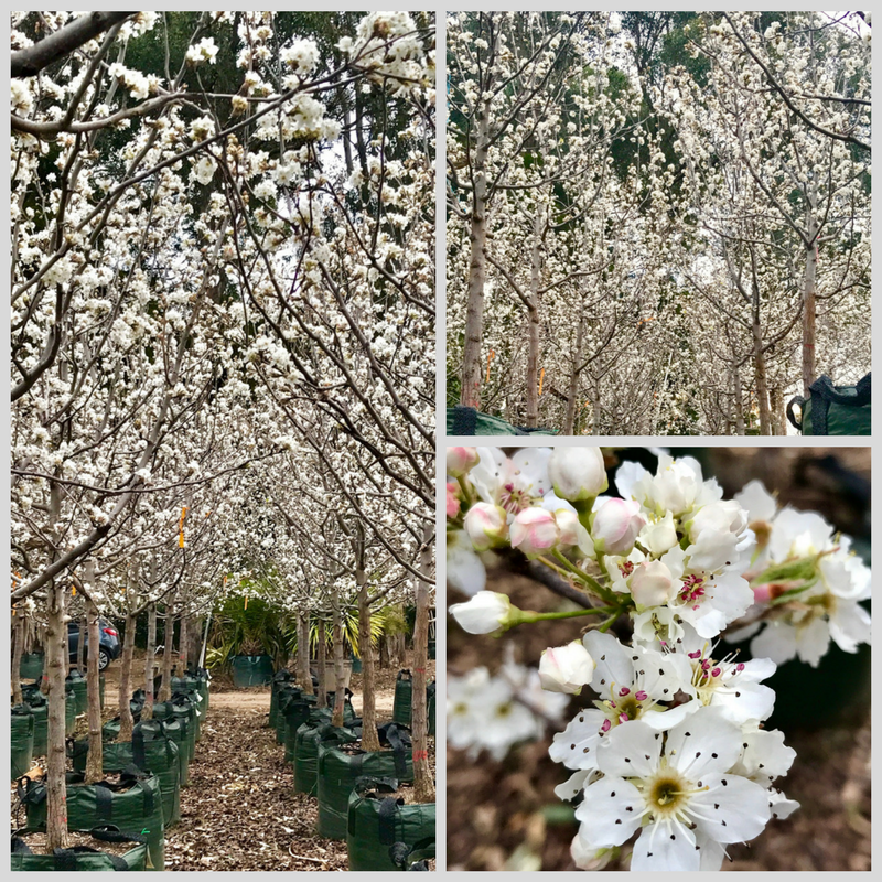 Andreasens Green | 54 Pearson Rd, Yatala QLD 4207, Australia | Phone: (07) 3382 0076