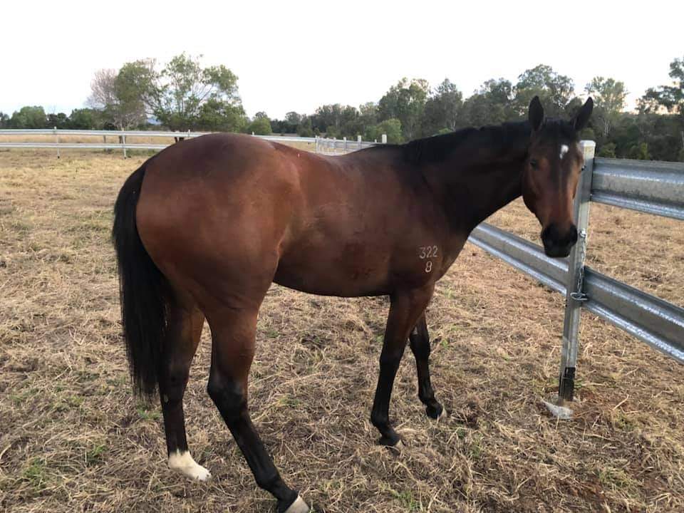 RIVER HIGH RANCH | 78 Neilsen creek access lane, Pioneers Rest QLD 4650, Australia | Phone: 0418 206 640