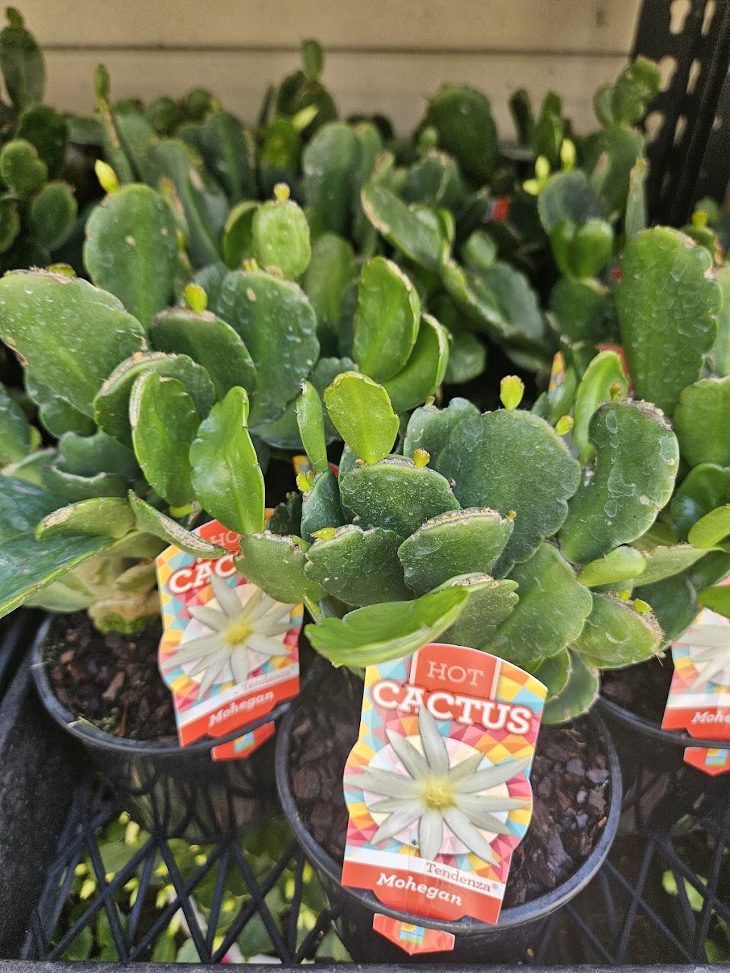 Schlumbergera Queensland | 35 Attewood Ave, Berrinba QLD 4117, Australia | Phone: 0407 432 368