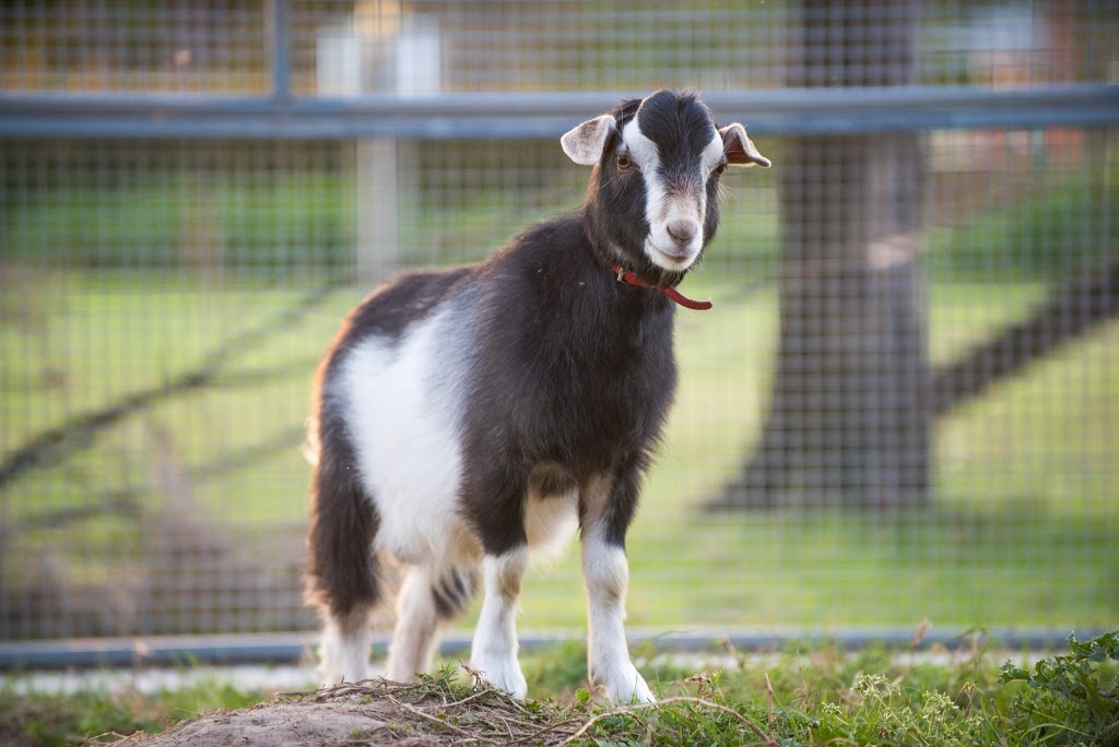 Amazement Farm & Fun Park | 170 Yarramalong Rd, Wyong Creek NSW 2259, Australia | Phone: (02) 4353 9900