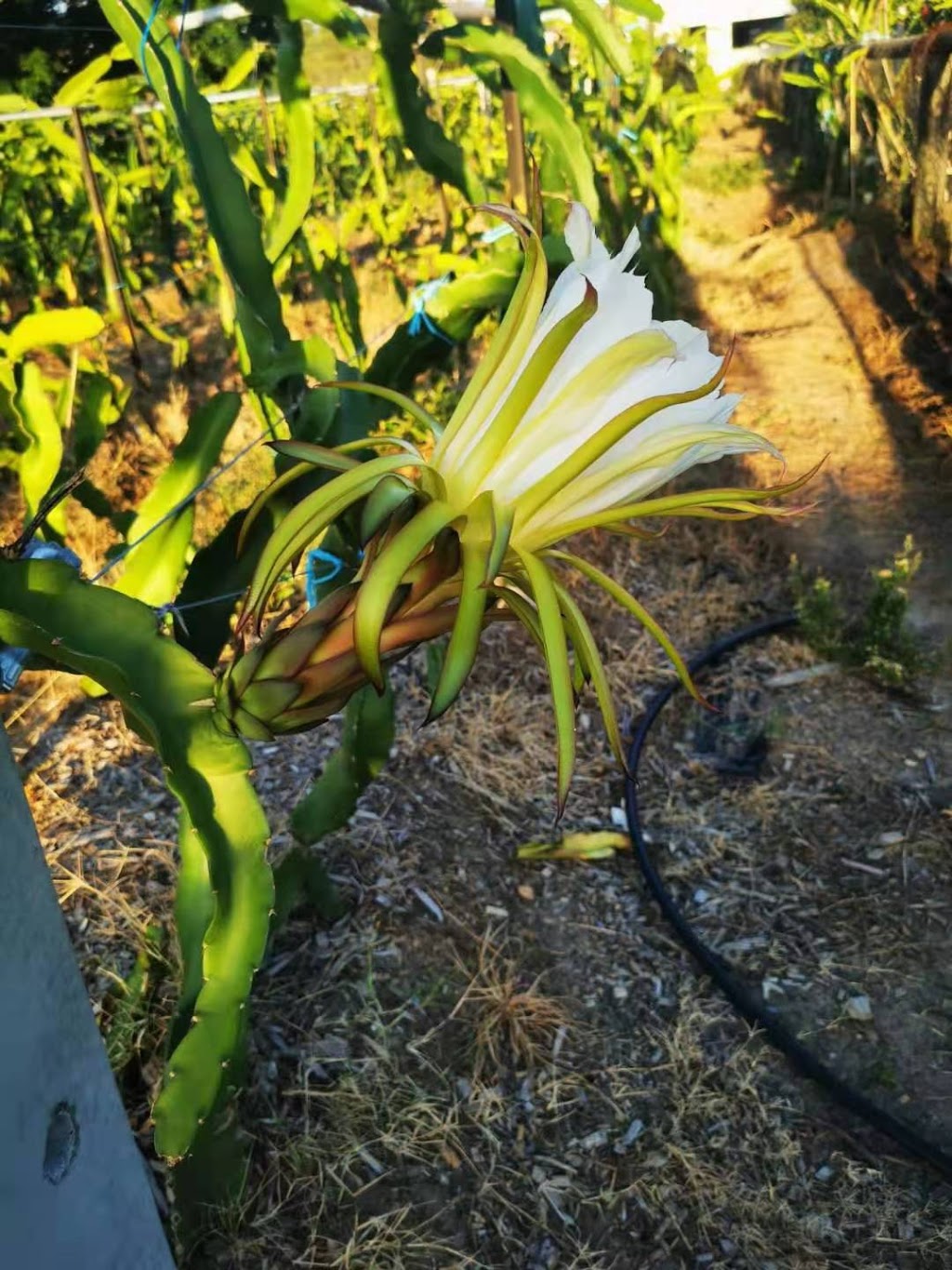 Forest Dragon Fruit Farm |  | 151 Dickman Rd, Forestdale QLD 4118, Australia | 0426501978 OR +61 426 501 978