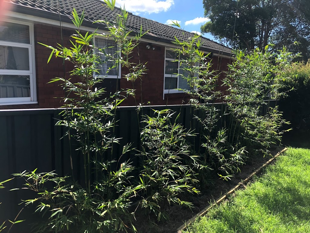 Gracilis Bamboo Sydney | park | 39 Hutchins Cres, Kings Langley NSW 2147, Australia | 0425317395 OR +61 425 317 395