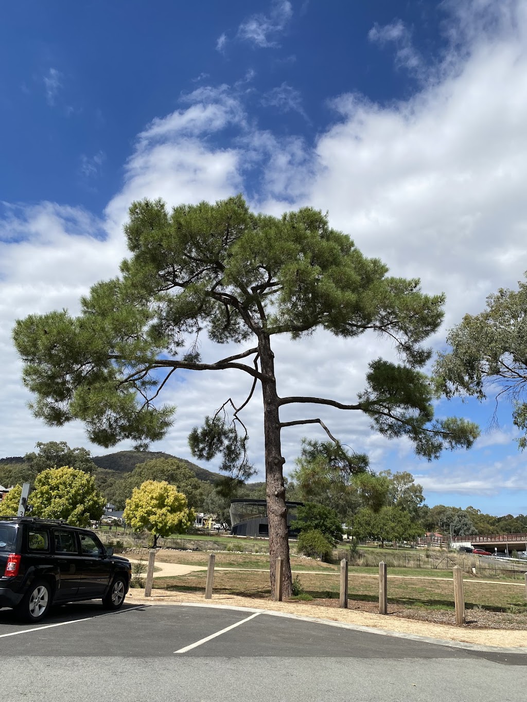 Bruce’s Royal Tree | 16 Siege St, Glenrowan VIC 3675, Australia | Phone: 0493 525 707