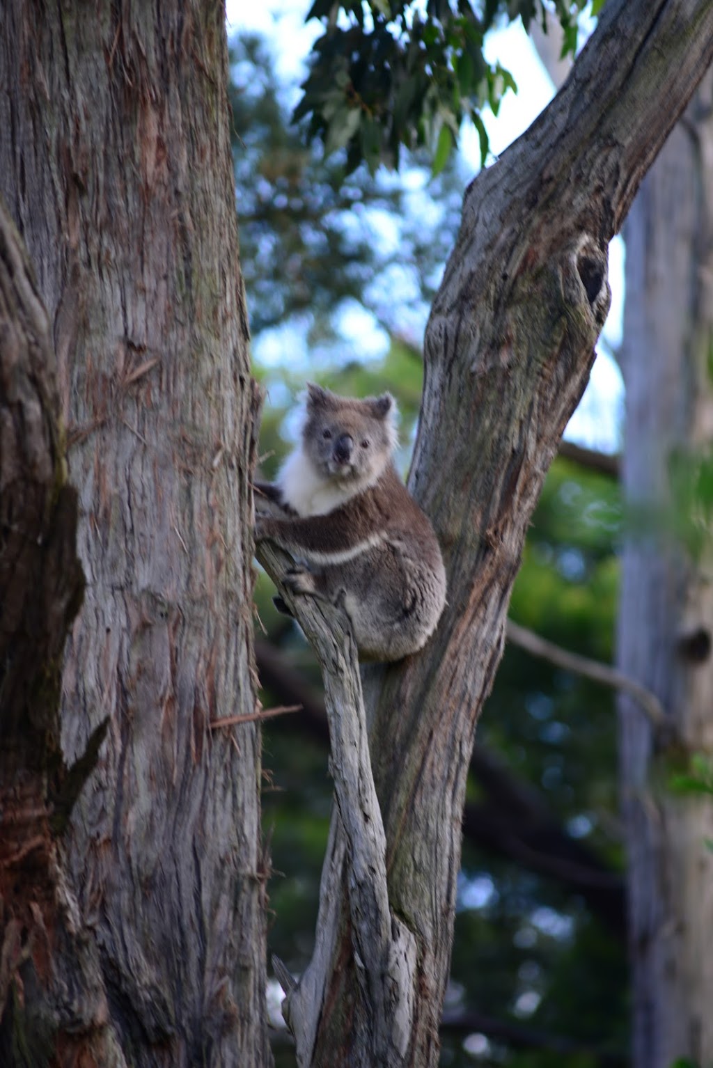 Peninsula Bushworks Indigenous Nursery | 16 Hunts Rd, Bittern VIC 3918, Australia | Phone: (03) 5983 6633