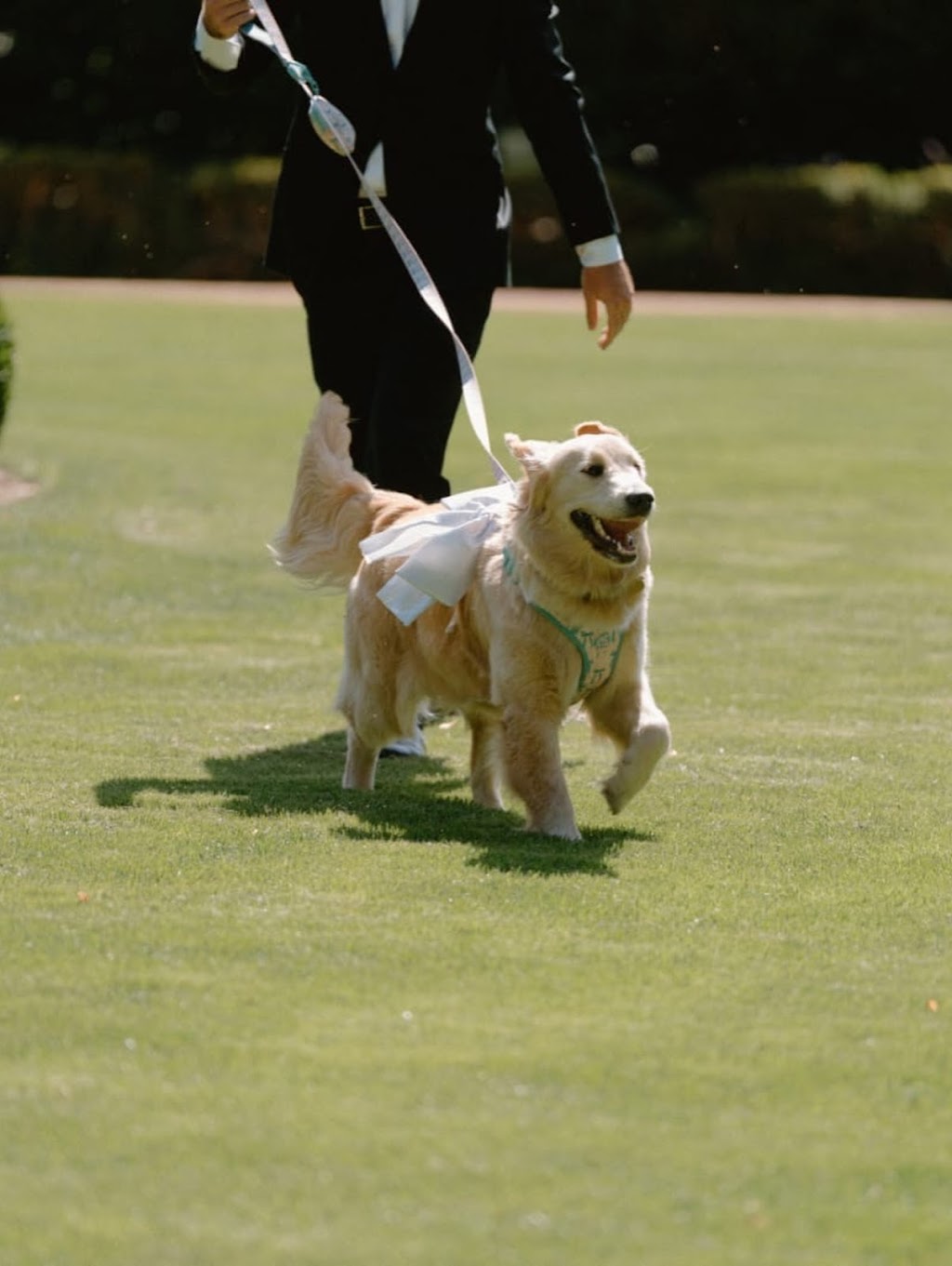 PawCasion | 6 Carribee Cl, Berrima NSW 2577, Australia | Phone: 0424 852 142