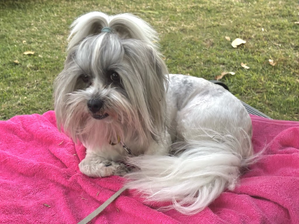 Little paws by staceylee | 46 Mulherin Dr, Mackay Harbour QLD 4740, Australia | Phone: 0447 142 687