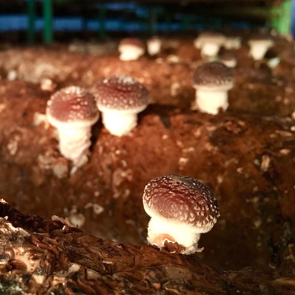 Gooda Creek Mushrooms |  | 29 Gooda Creek Rd, Murrumbateman NSW 2582, Australia | 0262268181 OR +61 2 6226 8181