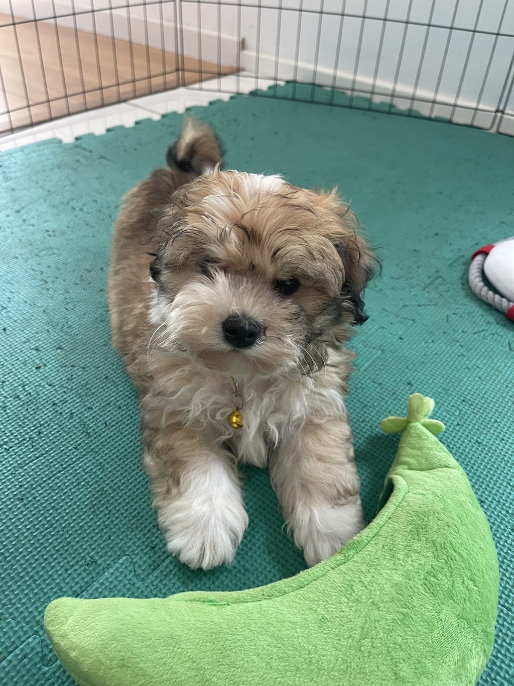 Havsluv Havanese | Wollongong NSW 2500, Australia | Phone: 0427 018 903