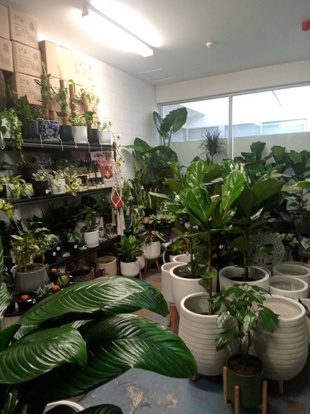 Plantz Indoorz | Shop 8/148 Channel Hwy, Taroona TAS 7053, Australia | Phone: 0417 303 544
