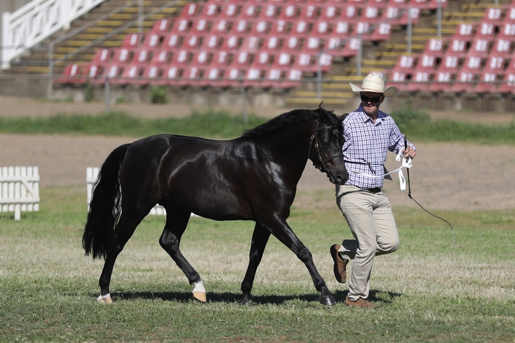 Jenala welsh stud |  | 415 Oaky Creek Rd, Innisplain QLD 4285, Australia | 0409299651 OR +61 409 299 651