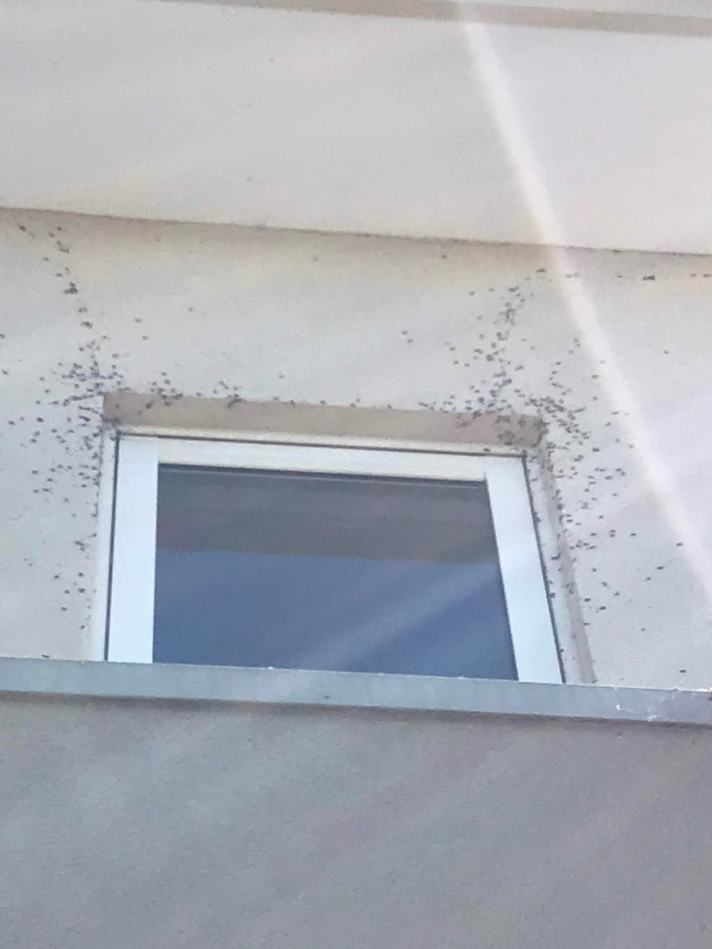 Pest Control Melbourne Eastern Suburbs - PEST ZAP | 6 Old Warrandyte Rd, Ringwood North VIC 3134, Australia | Phone: 0435 510 218
