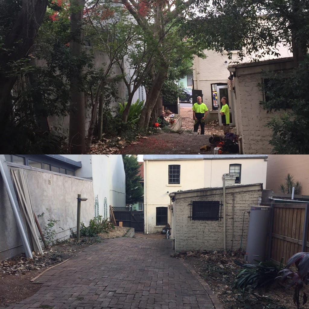 Sydney Tree Solutions | 50 Cliff Ave, Northbridge NSW 2063, Australia | Phone: 0405 095 095