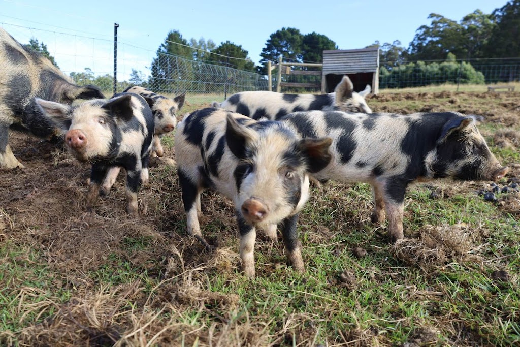 Kermandie Ridge Farm Sanctuary Inc. | 23 Knights Rd, Geeveston TAS 7116, Australia | Phone: 0429 029 012