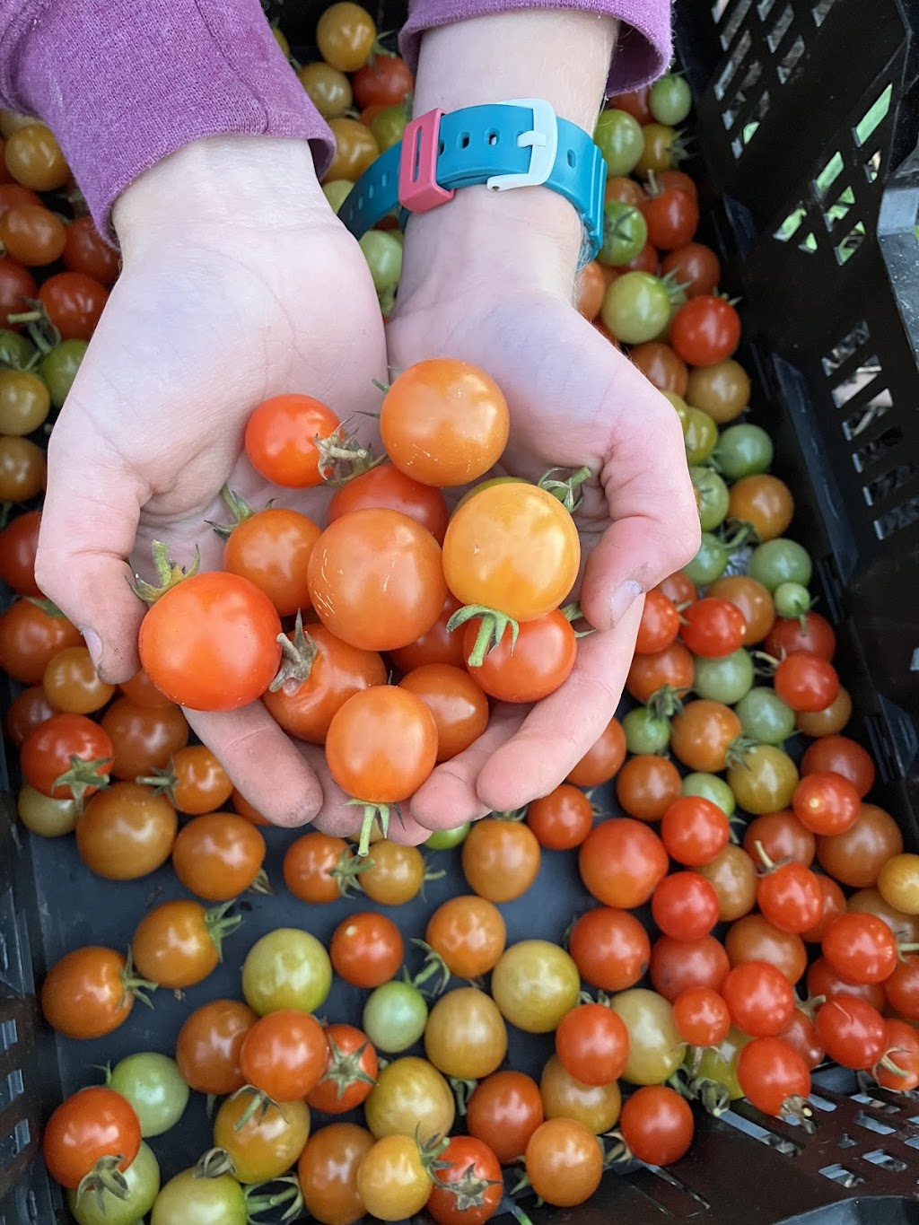 Appinoka Regenerative Farming | 36 Waggs Rd, Mountain River TAS 7109, Australia | Phone: 0457 207 638