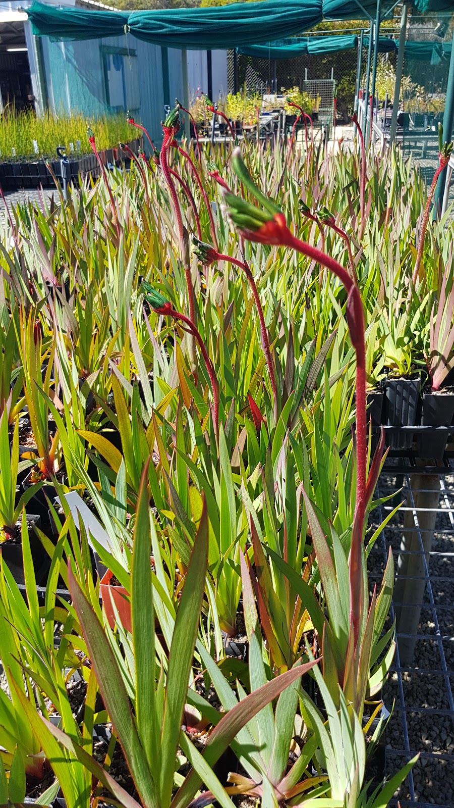 Native Plants WA (F - Men of The Trees Rockingham) | park | Inside Rockingham Golf Course, Elanora Drive, Rockingham WA 6168, Australia | 0895273142 OR +61 8 9527 3142