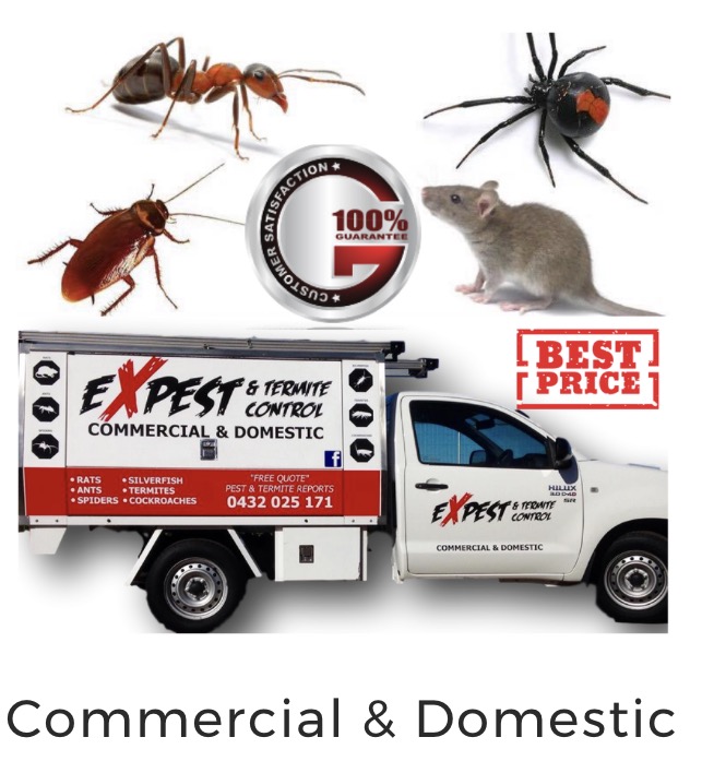 Pest Control Melbourne Ex Pest And Termite Control | home goods store | 10 Tern Ct, Melton VIC 3337, Australia | 0432025171 OR +61 432 025 171