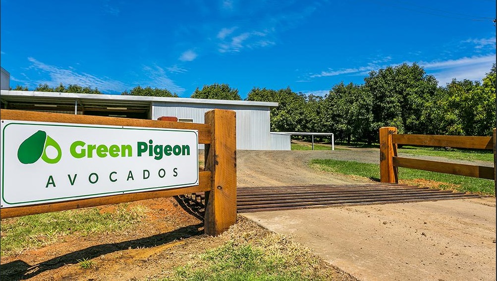 Green Pigeon Orchard | 702 Green Pigeon Rd, Green Pigeon NSW 2474, Australia | Phone: 0420 934 715