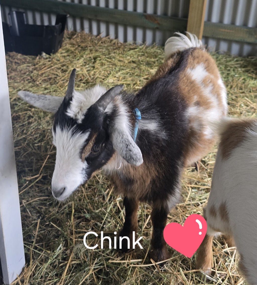Crestview Minis - Highland Galloway Minature Cow Experience | Bells Rd, Grose Vale NSW 2753, Australia | Phone: 0414 700 540