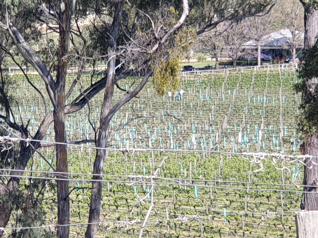 Toppers Mountain Wines | 13420 Guyra Rd, Tingha NSW 2369, Australia | Phone: 0411 880 580